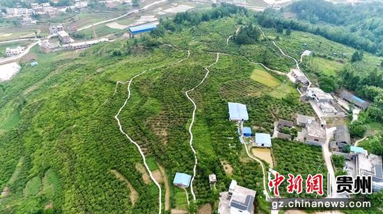 西冲社区刺梨基地 西冲社区刺梨基地