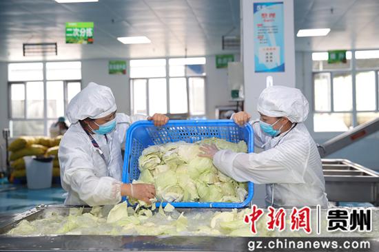 贵州毕节七星关一家“营养午餐”食材供应公司员工在清洗土豆。