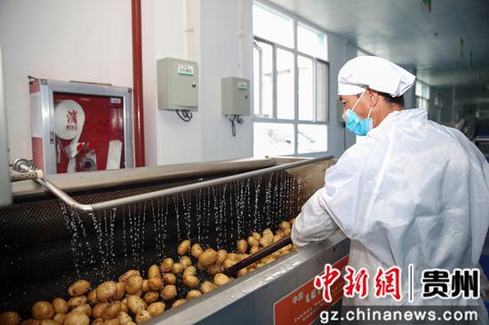 贵州毕节七星关一家“营养午餐”食材供应公司员工在清洗土豆。