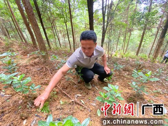 吴光教在护理草珊瑚。 林下种植草珊瑚 广西融水民众脱贫致富
