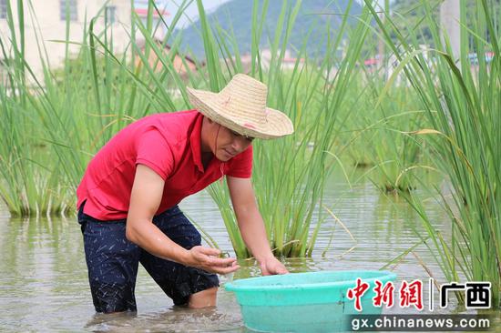 农民在田里拣螺蛳。