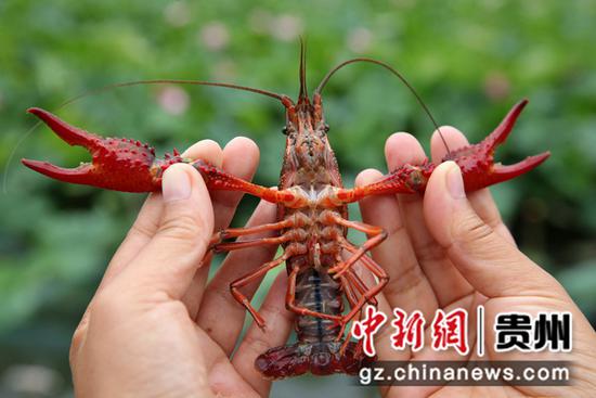 图为猫山村小龙虾养殖基地,村民展示收获的小龙虾。史开心 摄