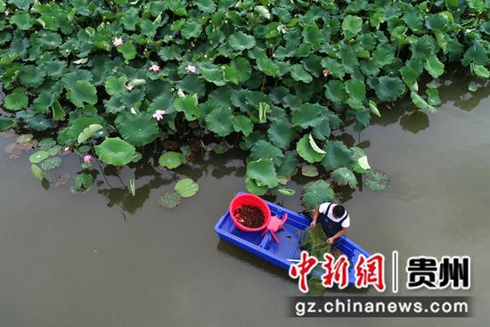 图为猫山村小龙虾养殖基地,村民在荷花塘里收虾。史开心 摄