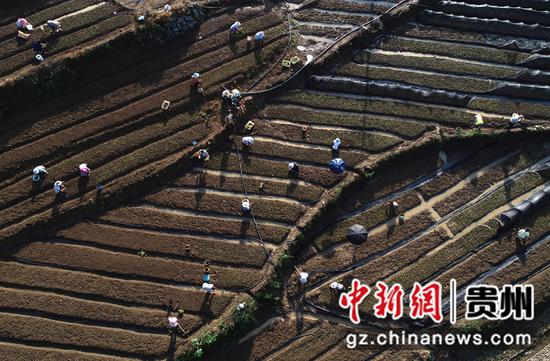 图为村民移栽金丝楠木幼苗。史开心 摄 图为村民移栽金丝楠木幼苗。史开心 摄