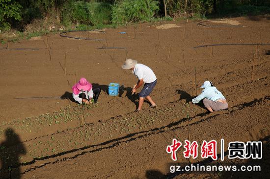 黔西gdp_#(经济)贵州黔西:草莓成熟飘香