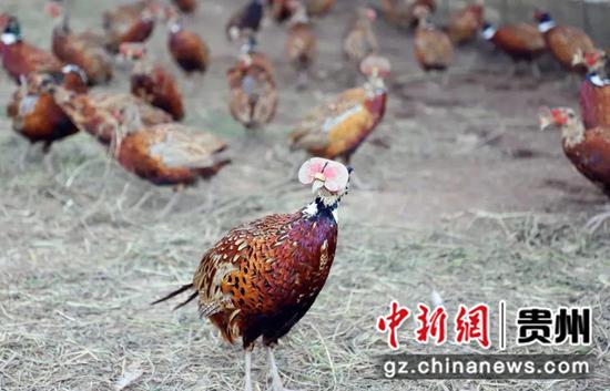 为防斗殴,山鸡戴上了“眼镜”。赵静 摄 为防斗殴,山鸡戴上了“眼镜”。赵静 摄