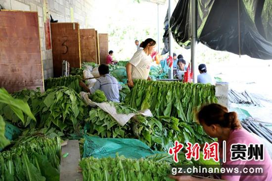 进行编烟。彭莲莉 摄