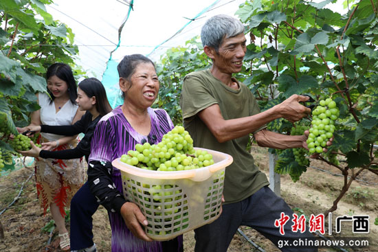 广西平乐县特色种植助农稳产增收