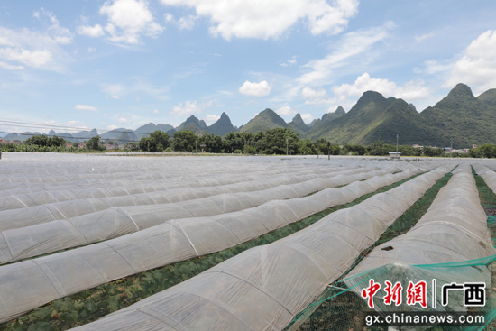 广西平乐县特色种植助农稳产增收