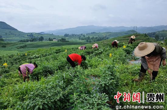 大坝村村民在辣椒基地管护除草 吴守良 摄 大坝村村民在辣椒基地管护除草 吴守良 摄