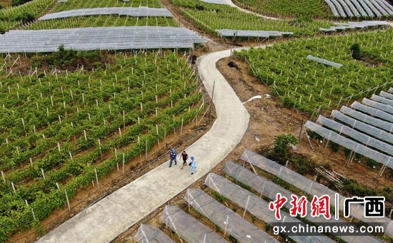 桂林兴安县溶江镇五甲村的错峰葡萄种植基地。马华斌 摄 桂林兴安县溶江镇五甲村的错峰葡萄种植基地。马华斌 摄