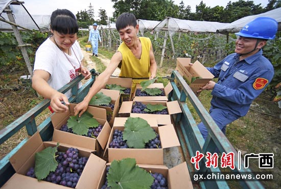 兴安县葡萄产业快速发展。图为供电人员巡线路上帮助果农采摘葡萄，感受丰收的喜悦。马华斌  摄