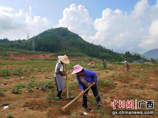 图为靖西市新甲乡大华村村民正在采摘香椿嫩苗。赵福播 摄 靖西:荒坡种香椿 绿了山头富了村