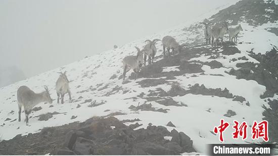 新疆阿爾金山國家級自然保護區監測員拍攝到雪豹活動影像