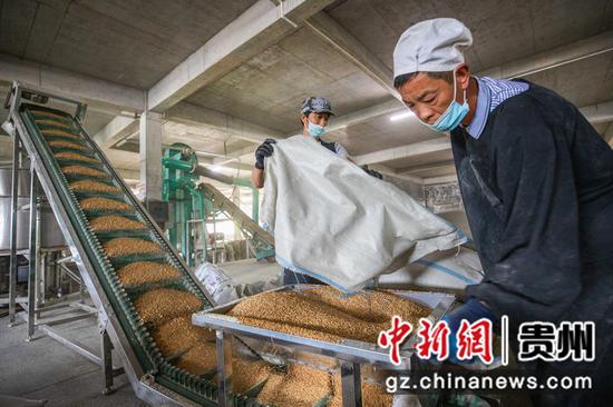 8月9日,工人在贵州省毕节酒厂的原料车间里劳作。