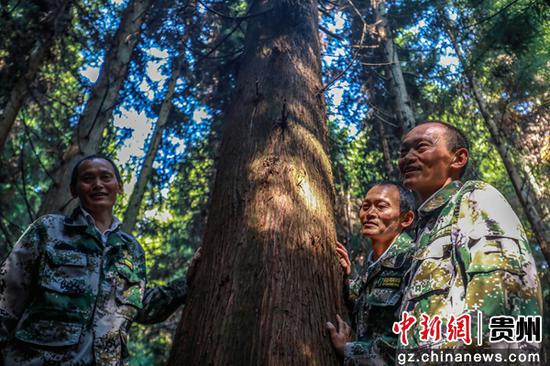 8月10日，张建（中）、张忠（右）、张华（左）在拱拢坪林场查看30多年前栽下的树木长势。