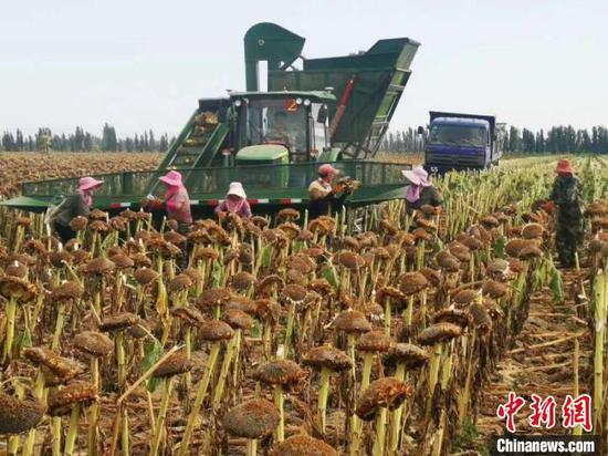 新疆兵團:農產品銷售專班當“紅娘”為10萬畝食葵打開銷路