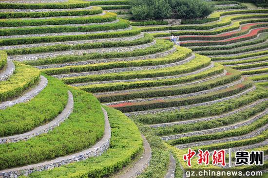 8月13日，游客在贵州省毕节市大方县奢香古镇梯田观光。  王纯亮 摄