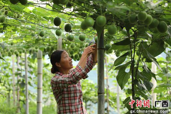 邓贵荣在给藤蔓剪枝。