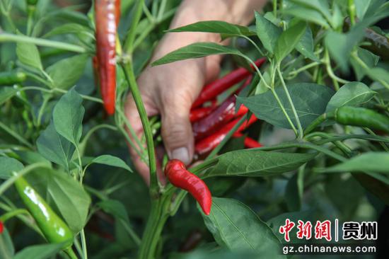 贵州汇川团泽镇种植的辣椒。 瞿宏伦 摄