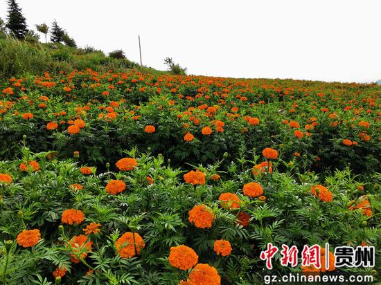 石门乡万寿菊基地 石门乡万寿菊基地