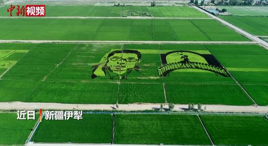 新疆伊犁稻田绘制钟南山画像 致敬抗疫英雄