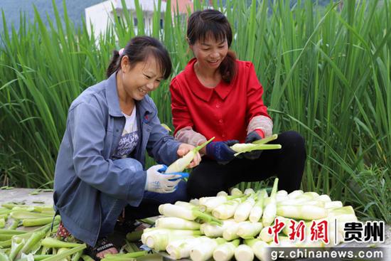 村民喜收茭白 狄凯 摄 村民喜收茭白 狄凯 摄