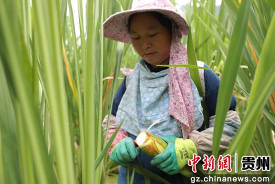 收割的新鲜茭白 狄凯 摄 收割的新鲜茭白 狄凯 摄