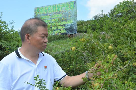 吴鹏查看有机刺梨长势情况 吴鹏查看有机刺梨长势情况