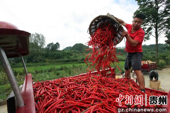 2020年8月20日，贵州省毕节市黔西县谷里镇龙井沟社区，村民把刚采摘的辣椒装车。史开心 摄