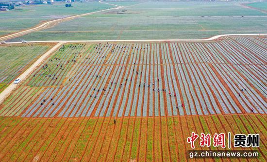农发行援建的草海镇中海社区蔬菜种植基地 农发行援建的草海镇中海社区蔬菜种植基地
