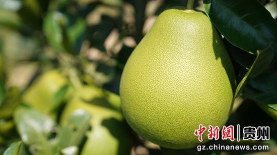 果树挂满枝头