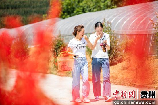 游客走在贵州省毕节市金海湖新区常丰社区葡萄园里。