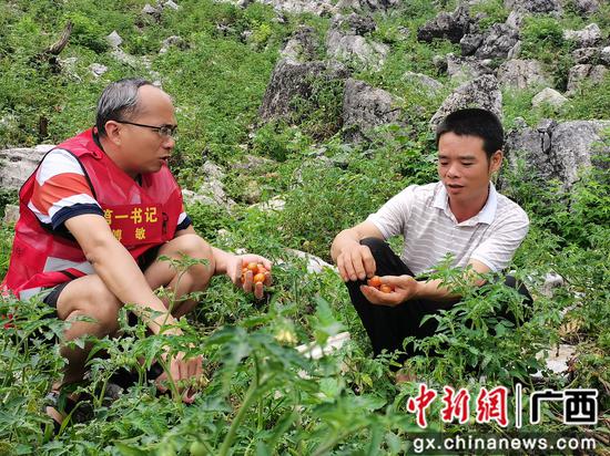 石小欢和第一书记在番茄地里。