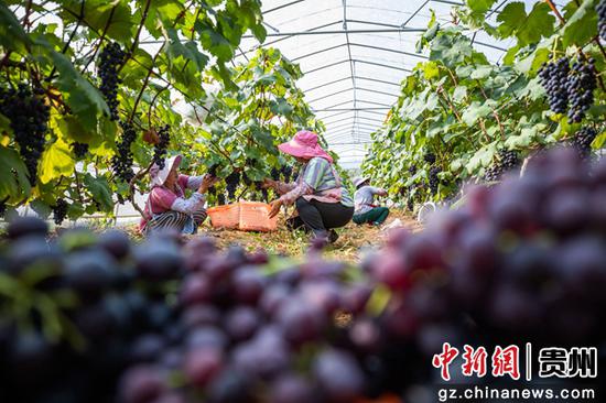 村民在贵州省毕节市金海湖新区常丰社区葡萄园里采收成熟的葡萄。
