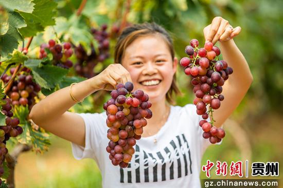 游客在贵州省毕节市金海湖新区常丰社区葡萄园里采摘成熟的葡萄。