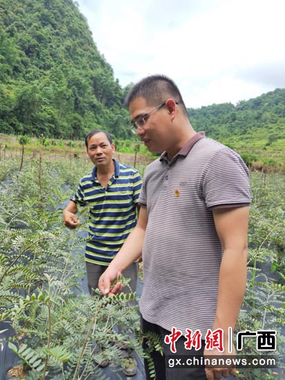 靖西市湖润镇更村村驻村第一书记和村民探讨中草药山豆根的产销经验。罗先彬 摄 广西百色:中国移动为民众脱贫致富插上腾飞的“翅膀”