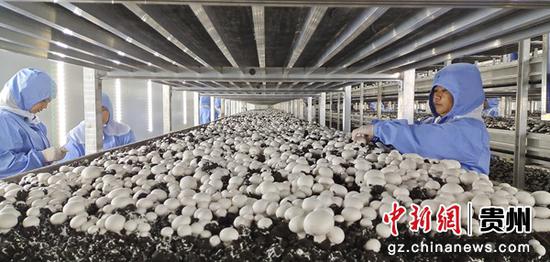 贵州贵润农业科技有限公司双孢菇生产基地，工人正在采菇。