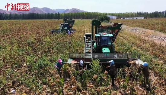 新疆瑪納斯萬畝向日葵豐收 機械化收割助力農民增收