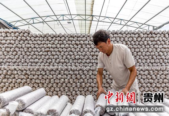 村民在堆放食用菌菌棒。