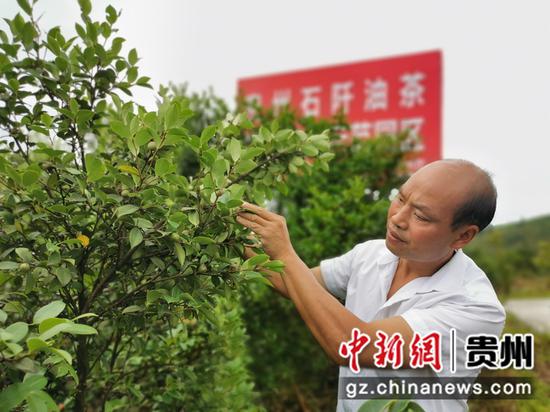 村支书罗忠武在查看油茶果长势 。吴昌辉摄 村支书罗忠武在查看油茶果长势 。吴昌辉摄