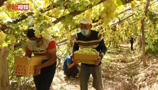 新疆喀什“伯果之鄉”葡萄豐收 采摘銷售農戶不愁