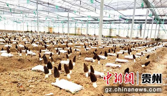 阳芳村大棚蔬菜建设项目 羊肚菌种植