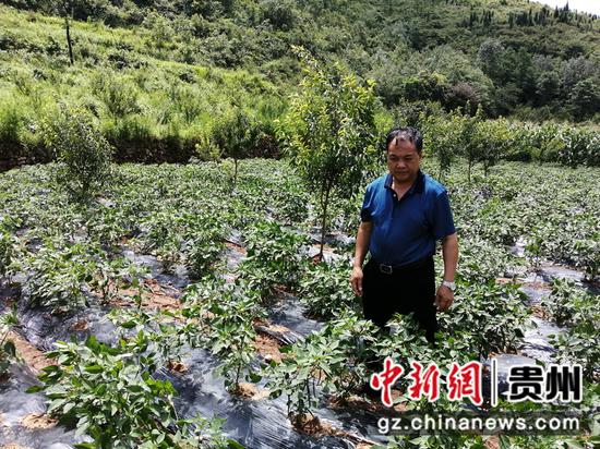 塘寨村党总支书记李连富到基地察看辣椒生长情况。