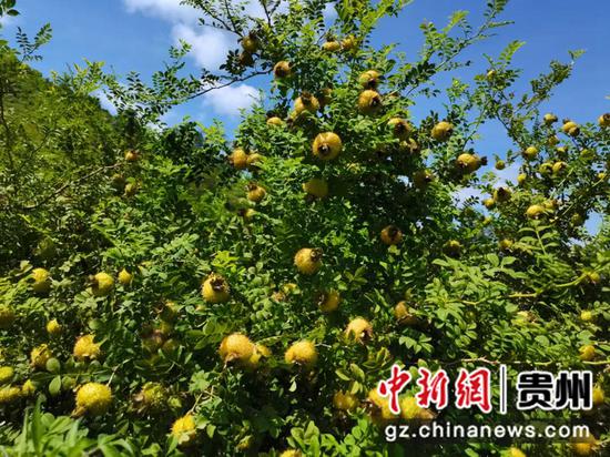文阁乡安庆社区刺梨种植基地。赵梅 摄