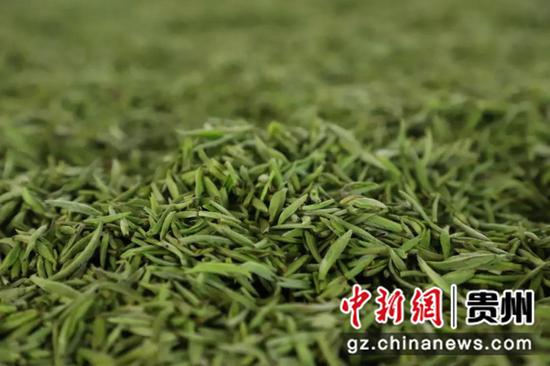 茶叶加工。赵梅 摄