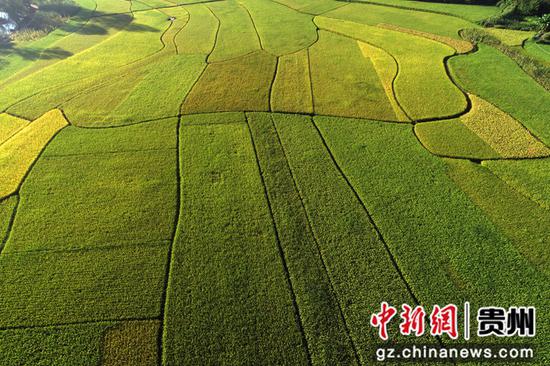 2020年8月29日拍摄的贵州省毕节市黔西县洪水镇解放村特色红米种植基地（无人机照片）。史开心 摄