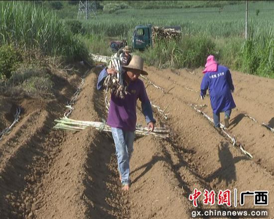 蔗农在种甘蔗。