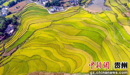 2020年9月3日,在贵州省毕节市黔西县锦星镇洪湖村拍摄的梯田景色(无人机照片)。范晖摄 2020年9月3日,在贵州省毕节市黔西县锦星镇洪湖村拍摄的梯田景色(无人机照片)。范晖摄