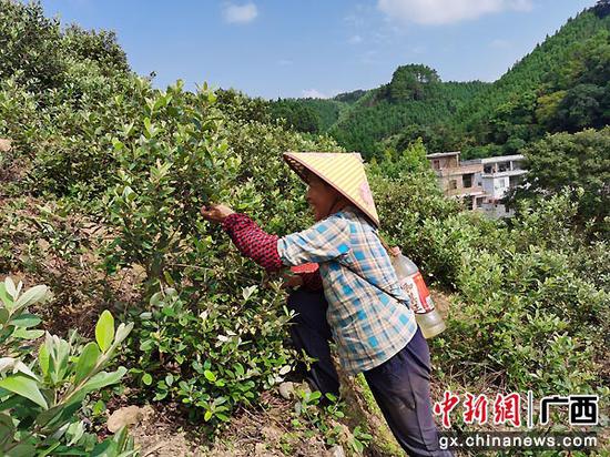 图为村民们在果园里采摘桃金娘。韦艳 摄 图为村民们在果园里采摘桃金娘。韦艳 摄